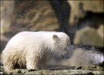 polar bear shower